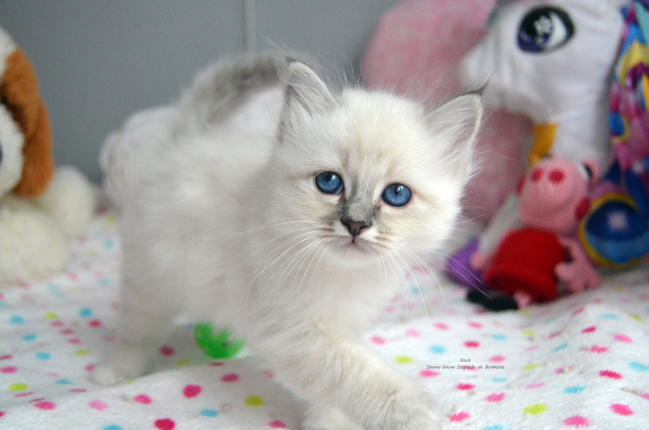 sagrados de birmania, snowy glov, blue tabby, gatos, gatitos